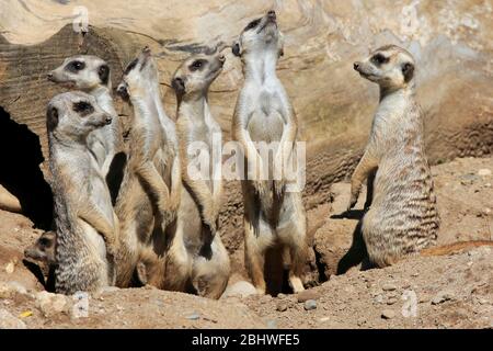 Meerkat (Suricata suricatta), adulte, en regardant dans différentes directions, groupe, alerte, Suisse Banque D'Images