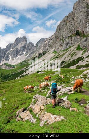 Randonnée sur le sentier de randonnée de l'Adamekhuette à la Hofpuerglhuette, vaches sur la prairie alpine, vue sur la crête de montagne avec la Grosse de montagne de pointe Banque D'Images