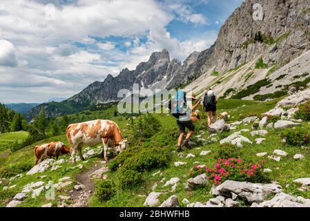 Deux randonneurs sur un sentier de randonnée de l'Adamekhuette à la Hofpuerglhuette, vaches sur la prairie alpine, vue sur la crête de montagne avec la Grosse de montagne de pointe Banque D'Images