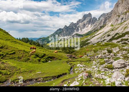 Sentier de randonnée balisé d'Adamekhuette à Hofpuerglhuette, vaches sur pré alpin, vue sur la crête de montagne avec Grosse Bischofsmuetze Banque D'Images