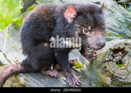 Tasmanian diable assis sur un journal en regardant la caméra au parc de conservation d'Ulverston en Tasmanie, en Australie. Banque D'Images