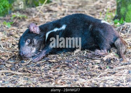 Le diable de Tasmanie, posé sur les yeux du sol, s'ouvre au parc de conservation d'Ulverston en Tasmanie, en Australie. Banque D'Images