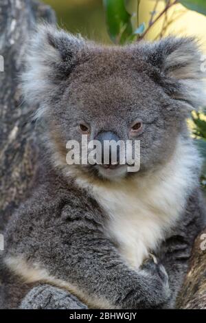 Un koala adulte coud paisiblement dans la fourche d'un eucalyptus dans le Queensland, en Australie Banque D'Images