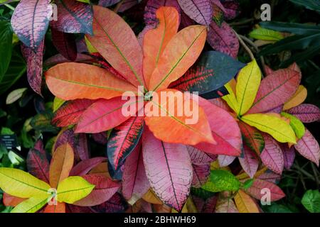 Feuilles colorées de la plante de Croton Banque D'Images