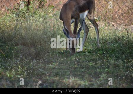 Le blackbuck masculin indien, également connu sous le nom d'antilope indien Banque D'Images