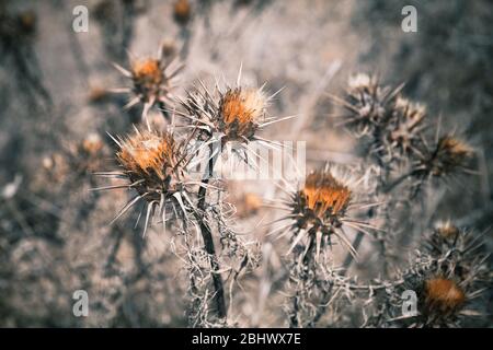 Fleurs épineuses sèches, photo rapprochée avec mise au point sélective douce Banque D'Images