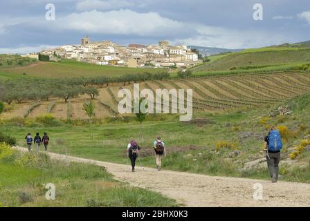 Groupe de pèlerins vers le village de Cilauqui sur le Camino de Santiago Francés. Navarre, Espagne. Banque D'Images