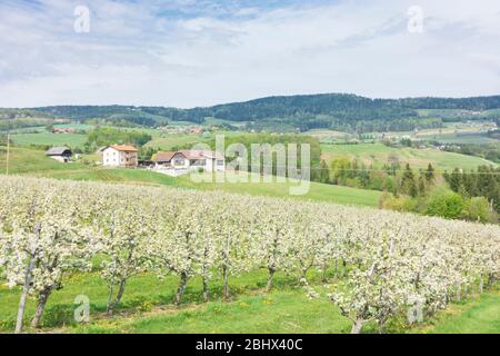 Stubenberg: Verger de pommiers en fleurs, maison agricole, à Steirisches Thermenland - Oststeiermark, Steiermark, Styrie, Autriche Banque D'Images