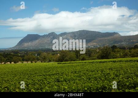 Groot Constantia Wine Estate, le Cap, Afrique du Sud Banque D'Images