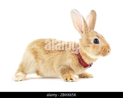 Lapin rouge isolé sur blanc Banque D'Images