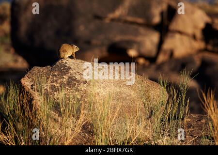 Rock Hyrax, également connu sous le nom de Rock Dassie (Procavia capensis), Parc national des chutes d'Augrabies, Cap du Nord, Afrique du Sud Banque D'Images