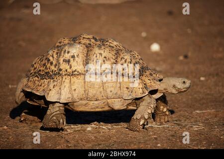 Tortue léopard ( Stigmochelys pardalis ), Kgalagadi TransFrontier Park, Afrique du Sud Banque D'Images