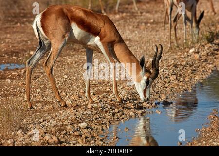 Springbok buvant, ( Antidorcas marsupialis ), Kgalagadi TransFrontier Park, Afrique du Sud Banque D'Images