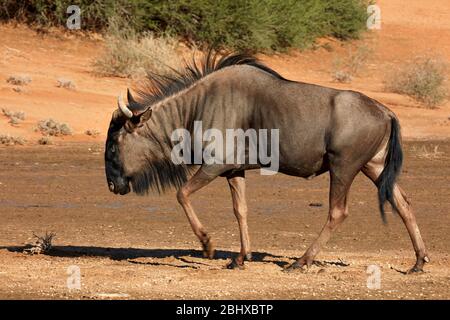 Le Gnou bleu (Connochaetes taurinus), Kgalagadi Transfrontier Park, Afrique du Sud Banque D'Images