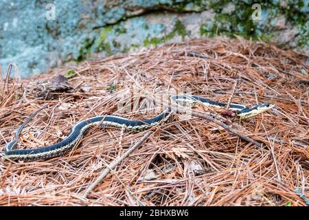 Zone de conservation des chutes Cordova Belmont Methuen Havelock Ontario Canada in été Banque D'Images