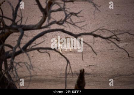 Lioness (Panthera leo), par Kalahari Tented Camp, Kgalagadi TransFrontier Park, Afrique du Sud Banque D'Images