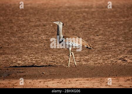 Kori Bustard ( Ardeotis kori ), Kgalagadi TransFrontier Park, Afrique du Sud Banque D'Images