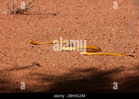 Cap cobra (Naja nitea), Kgalagadi TransFrontier Park, Afrique du Sud Banque D'Images