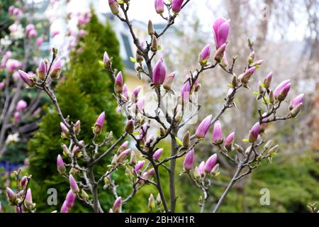 Branche florissante d'arbre avec des fleurs de magnolia au printemps près Banque D'Images