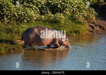 Hippopotame (Hippopotamus amphibius), Rivière Letaba, Kruger National Park, Afrique du Sud Banque D'Images