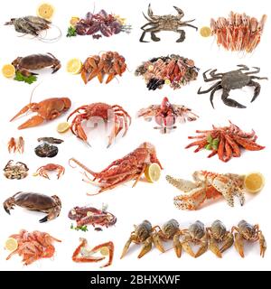 photo composite de fruits de mer et de crustacés devant un fond blanc Banque D'Images