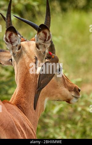 Oxpecker à bec rouge (Buphagus erythrorhynchus), sur Impala (Aepyceros melampus melampus), Parc national Kruger, Afrique du Sud Banque D'Images