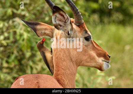 Oxpecker à bec rouge (Buphagus erythrorhynchus), sur Impala (Aepyceros melampus melampus), Parc national Kruger, Afrique du Sud Banque D'Images