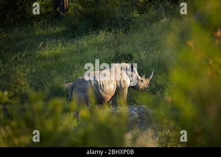 Rhinocéros blanc du sud (Ceratotherium simum simum), Kruger National Park, Afrique du Sud Banque D'Images