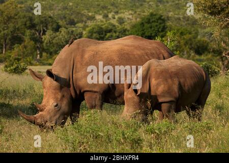 Vache et veau de rhinocéros blancs du sud (Ceratotherium simum simum), Parc national Kruger, Afrique du Sud Banque D'Images