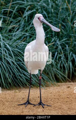 spoonbill debout sur le sable Banque D'Images