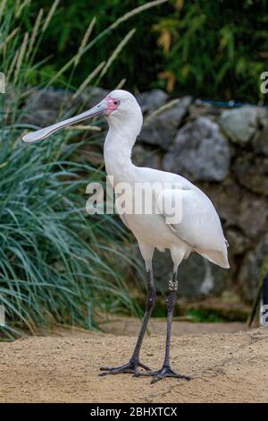spoonbill debout sur le sable Banque D'Images