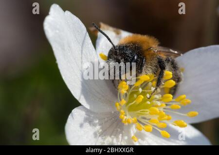 Sandbiene, beim Blütenbesuch an Buschwindröschen, Busch-Windröschen, Anemone nemorosa, Andrena spec., Mining-Bee, Small Sallow Mining Bee, buramer b Banque D'Images