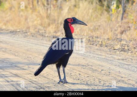 Observation des oiseaux en Afrique. Terrain de charme marchant sur la route de terre, Kruger Park, Afrique du Sud Banque D'Images