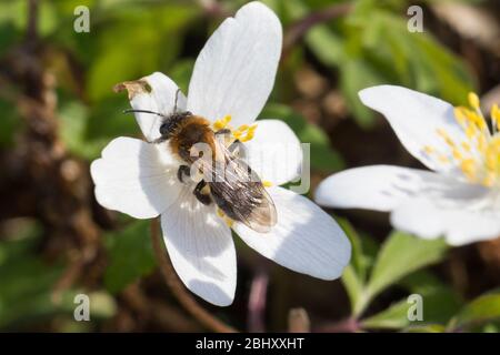 Sandbiene, beim Blütenbesuch an Buschwindröschen, Busch-Windröschen, Anemone nemorosa, Andrena spec., Mining-Bee, Small Sallow Mining Bee, buramer b Banque D'Images