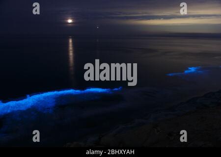 La Jolla, Californie. 26 avril 2020. Avec la lune au-dessus, les vagues nocturnes de l'océan s'illuminent avec bioluminescence pendant un événement de marée rouge. Banque D'Images