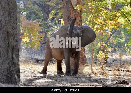 Éléphants africains ayant un bain de poussière dans la soirée, parc national de Hwange, Zimbabwe Banque D'Images