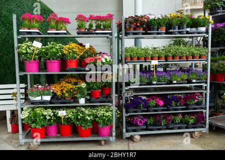 Fleurs variées en pots sur des supports préparés pour la vente en magasin Banque D'Images