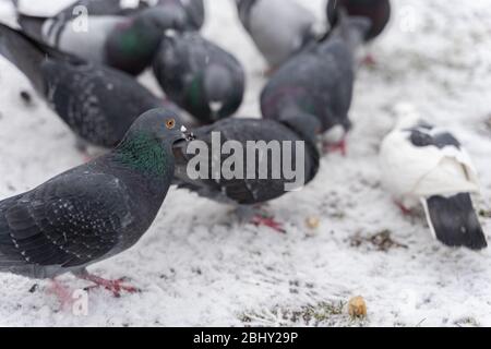 beaucoup de pigeons peck chapelure sur la neige Banque D'Images