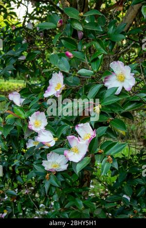 la fleur de camellia de montagne. Plante evergreen de la famille des Theaceae. Banque D'Images