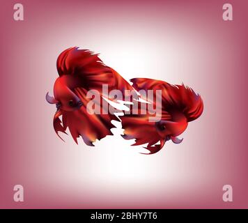 Magnifique Siamese rouge luttant contre le poisson avec des ailerons fantaisie sur fond de couleur Banque D'Images