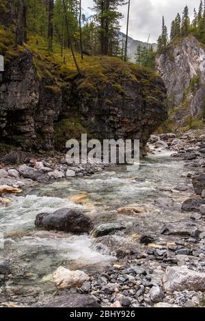 La rivumet de montagne coule le long de la gorge près de la roche. Beaucoup de pierres dans le lit de rivière. Les arbres et la mousse verte poussent sur un rocher. Vertical. Banque D'Images