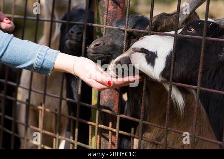 cameroun, pygmée naine brun et chèvre noir alimentant des granules d'herbe fraîche par des gens dans la région DU ZOO, concept DU ZOO Banque D'Images