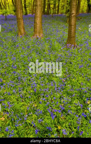 Spring Bluebell Woodland, Poissets Piece Wood, Checkendon, Oxfordshire, Angleterre, Royaume-Uni, GB. Banque D'Images