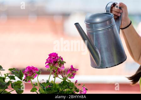 Adolescent portant un tablier de jardinage tout en arrosant une plante à la maison sur une terrasse à la maison en une journée ensoleillée Banque D'Images