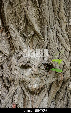 Cavités dans une écorce d'arbre qui ressemblent à une face. Banque D'Images