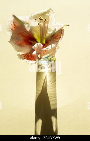 Composition contemporaine macarons pastel et fleur Amaryllis sur le dos de yelow clair avec ombre sombre. Carte de vœux. Banque D'Images