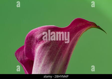 gros plan sur la fleur d'un calla pourpre (zantedeschia) sur fond vert Banque D'Images