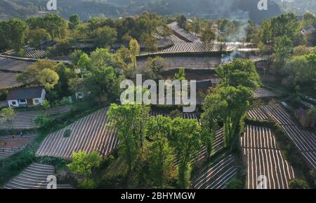 Comté de Luonan. 27 avril 2020. La photo aérienne prise le 27 avril 2020 montre les champs de poivre et de tabac couverts par le paillis en plastique dans le canton de Shimen dans le comté de Luonan, dans le nord-ouest de la province de Shaanxi en Chine. Crédit: Tao Ming/Xinhua/Alay Live News Banque D'Images