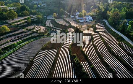 Comté de Luonan. 27 avril 2020. La photo aérienne prise le 27 avril 2020 montre les champs de poivre et de tabac couverts par le paillis en plastique dans le canton de Shimen dans le comté de Luonan, dans le nord-ouest de la province de Shaanxi en Chine. Crédit: Tao Ming/Xinhua/Alay Live News Banque D'Images