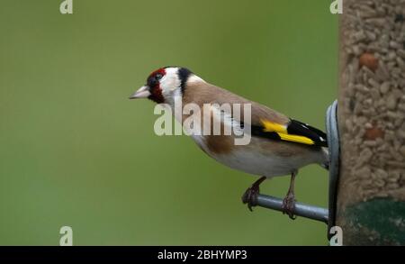 Londres, Royaume-Uni. 28 avril 2020. Une pluie épaisse tombe à Londres, un Goldfinch se trouve sur un oiseau de la charte contre une pelouse verte. Crédit: Malcolm Park/Alay Live News. Banque D'Images